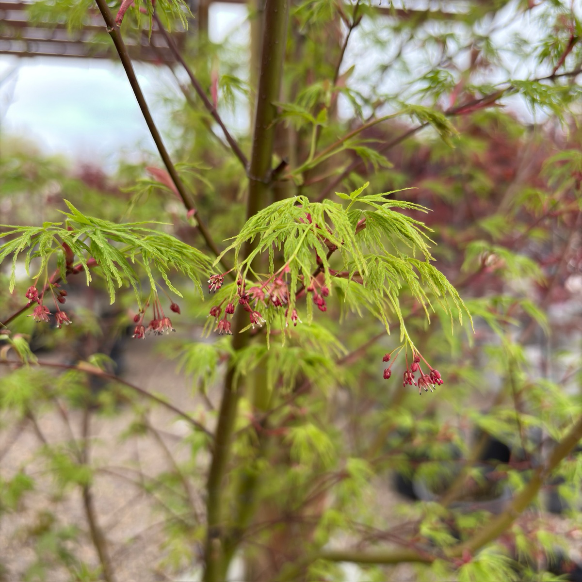 Seiryu Lace Japanese Maple with green leaves and small red flowers against a blurred background