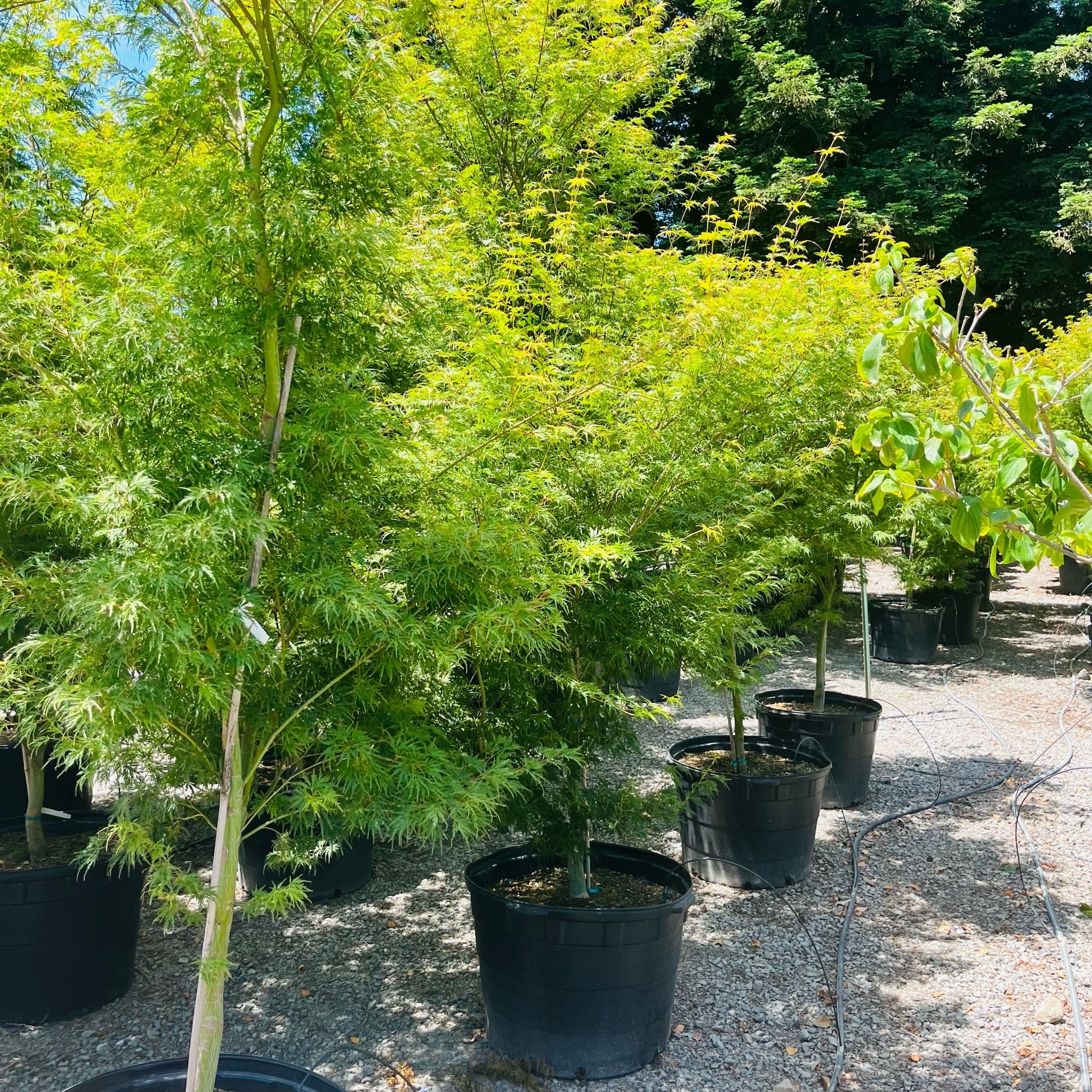 Row of potted Seiryu Lace Japanese Maple trees