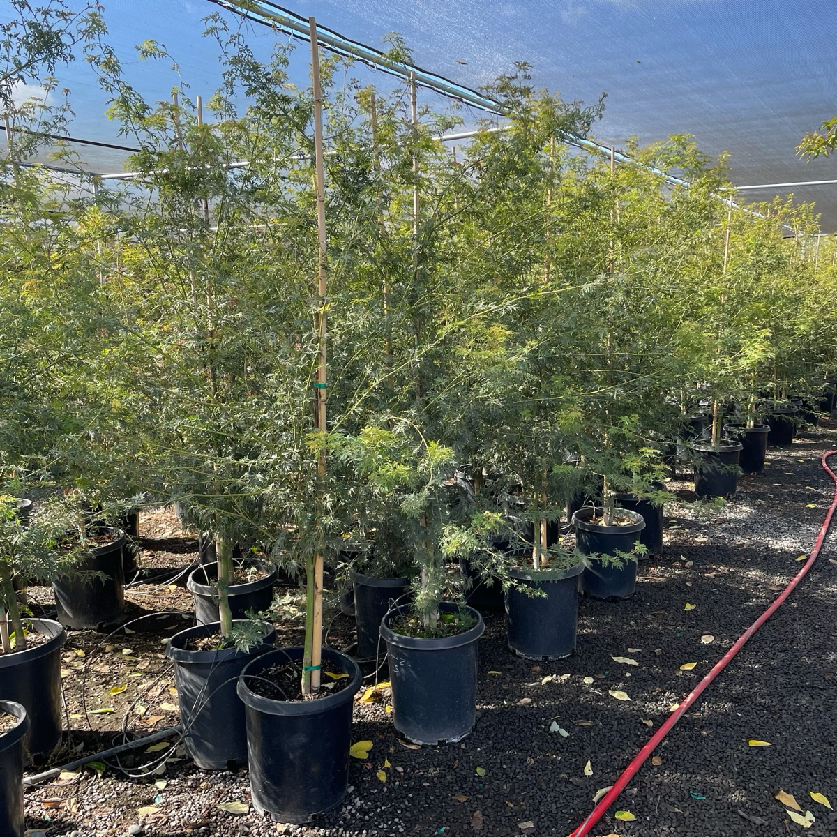 Potted Seiryu Lace Japanese Maple trees in a nursery setting with a clear sky.