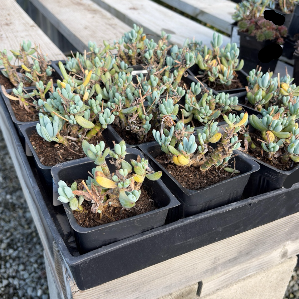 succulents in blue pots Dwarf Blue Chalksticks