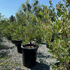 Sentinel Manzanita