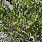 Sentinel Manzanita