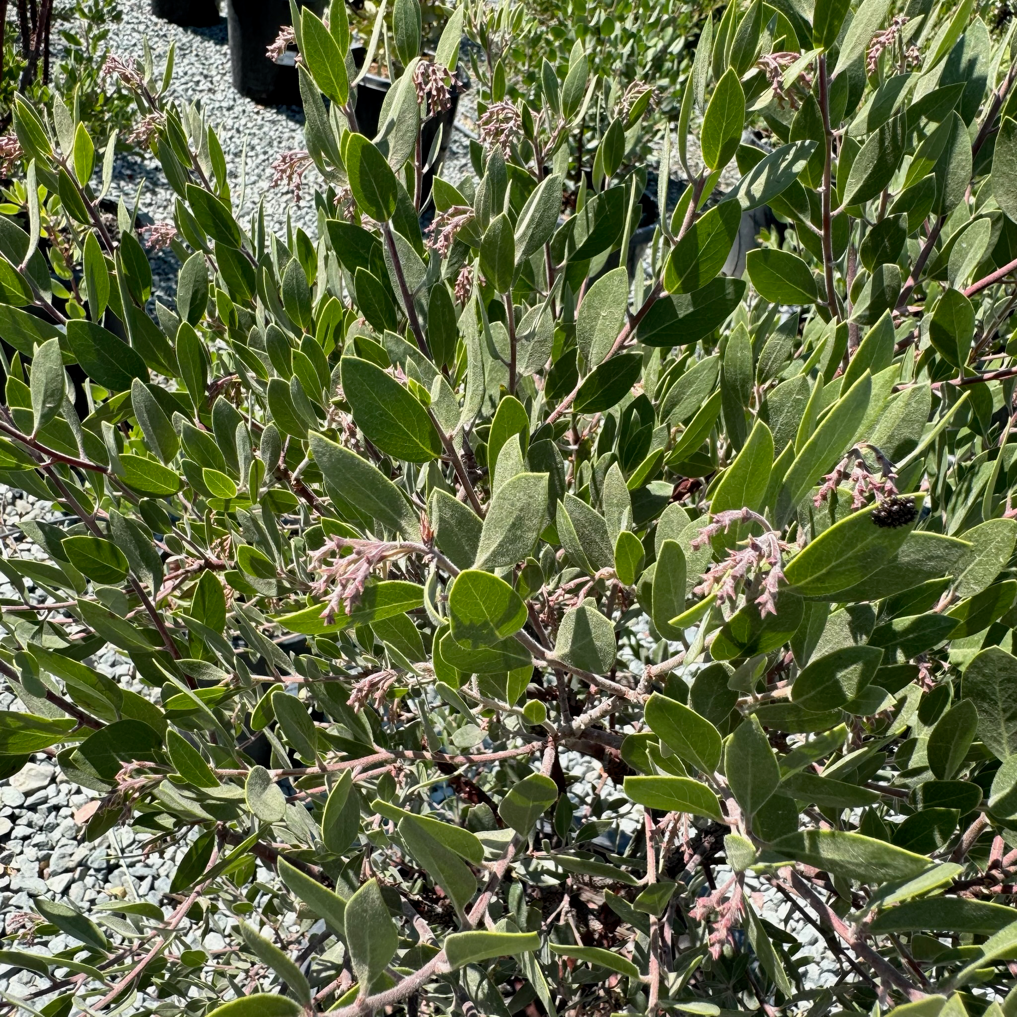Sentinel Manzanita