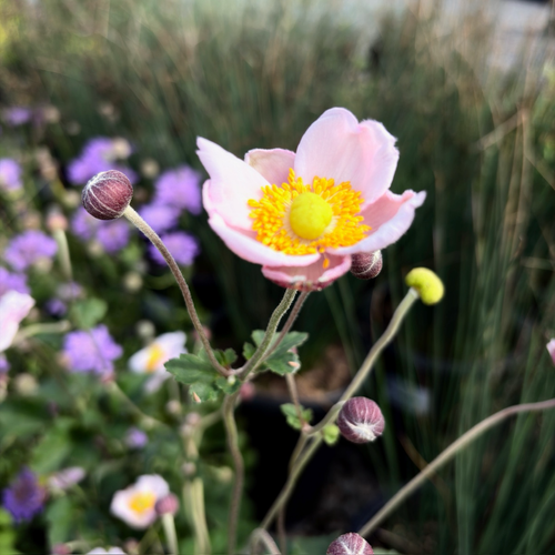 September Charm Japanese Anemone (Anemone hybrida 'September Charm