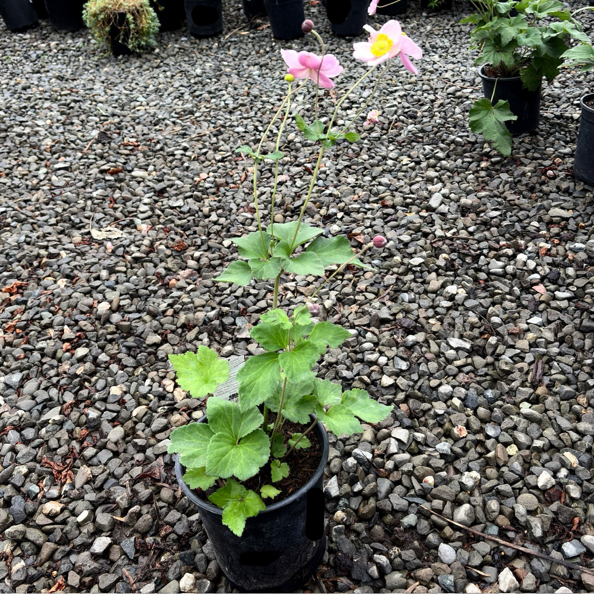 September Charm Japanese Anemone (Anemone hybrida 'September Charm