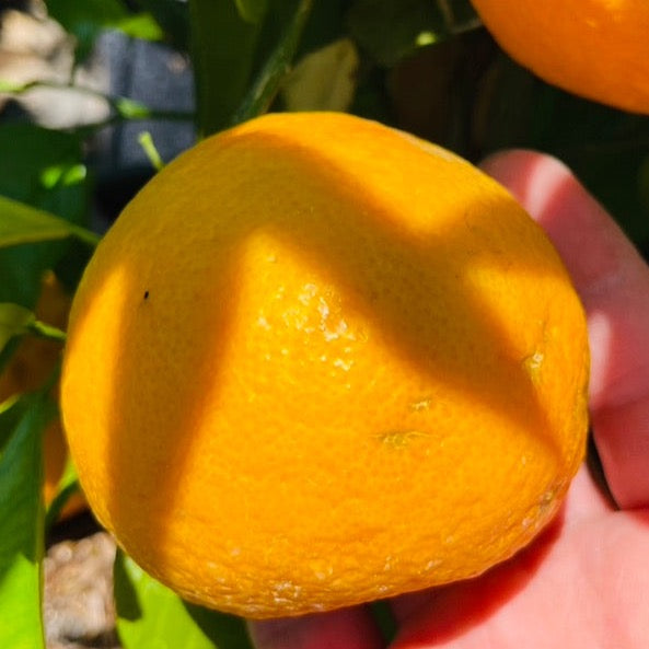 　フローラ　セルビアオレンジ Seville Orange Tree | Classic Bitter Orange for Cooking – Victory