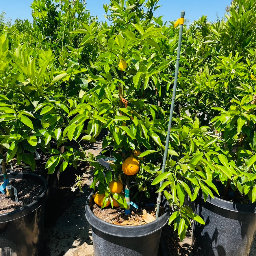 Seville Orange Tree | Classic Bitter Orange for Cooking – Victory