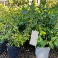 Potted Sharpblue Blueberry plants with a label in an outdoor setting