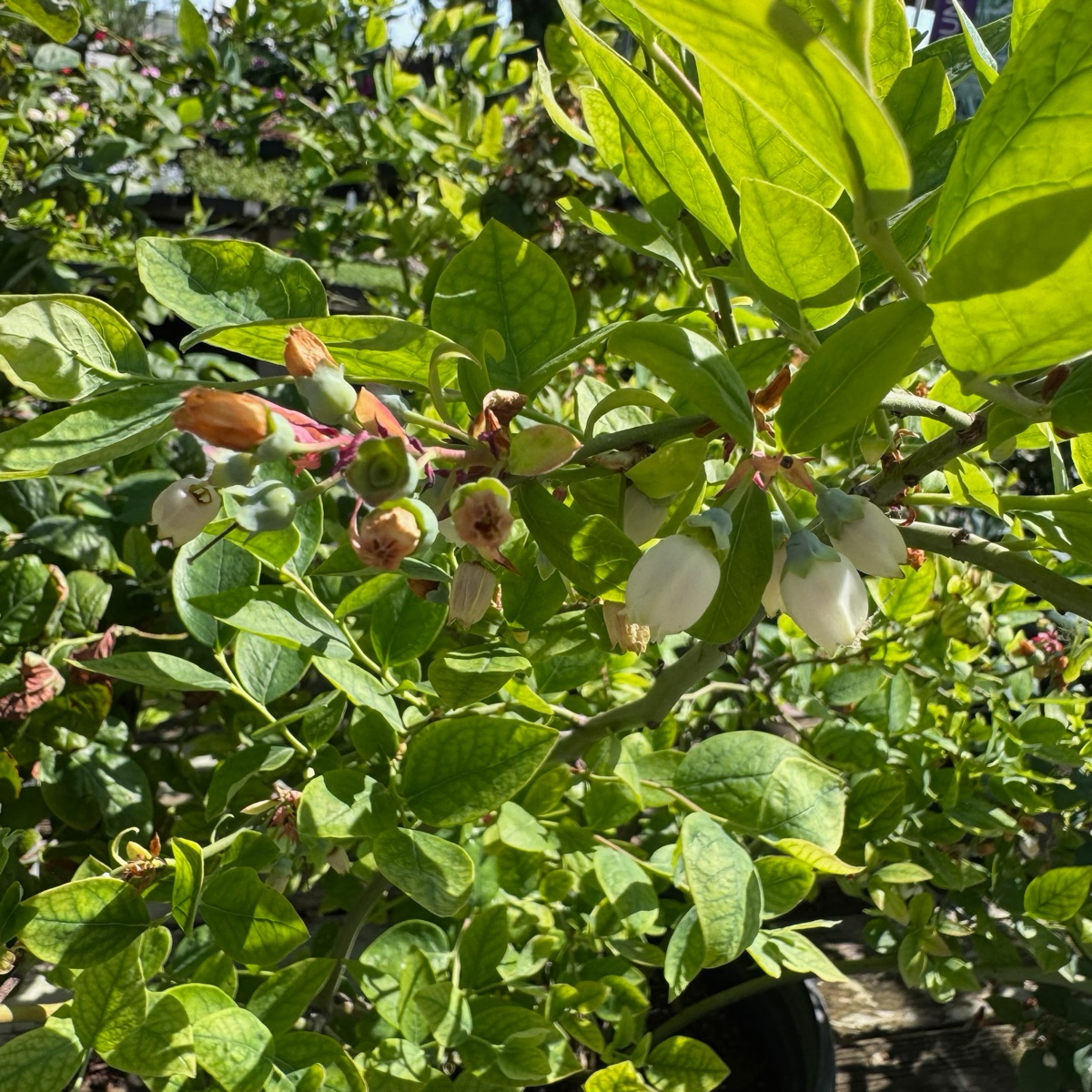 Sharpblue Blueberry bush with green leaves and small white flowers