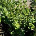 Sharpblue Blueberry bush with leaves in a garden setting