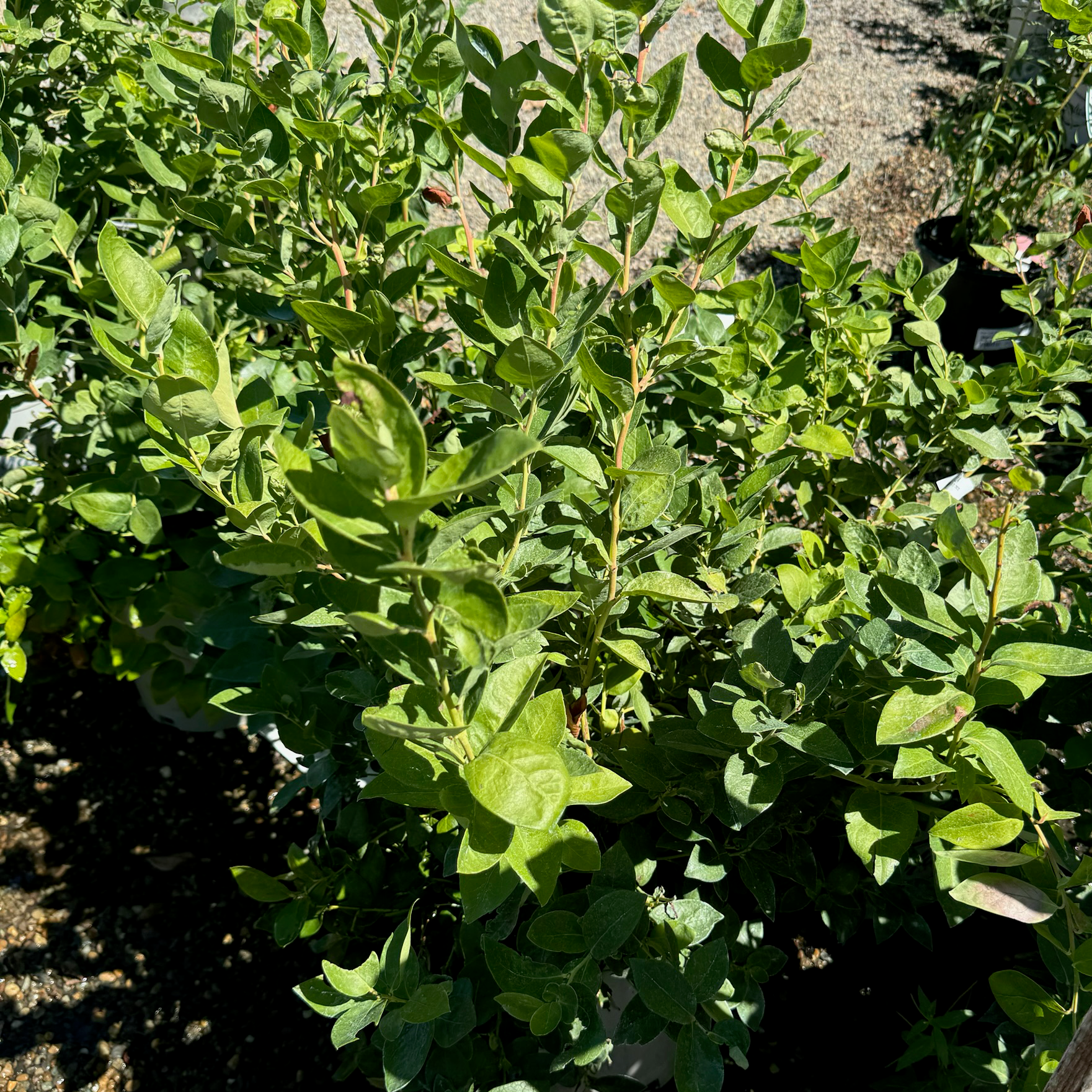 Sharpblue Blueberry bush with leaves in a garden setting