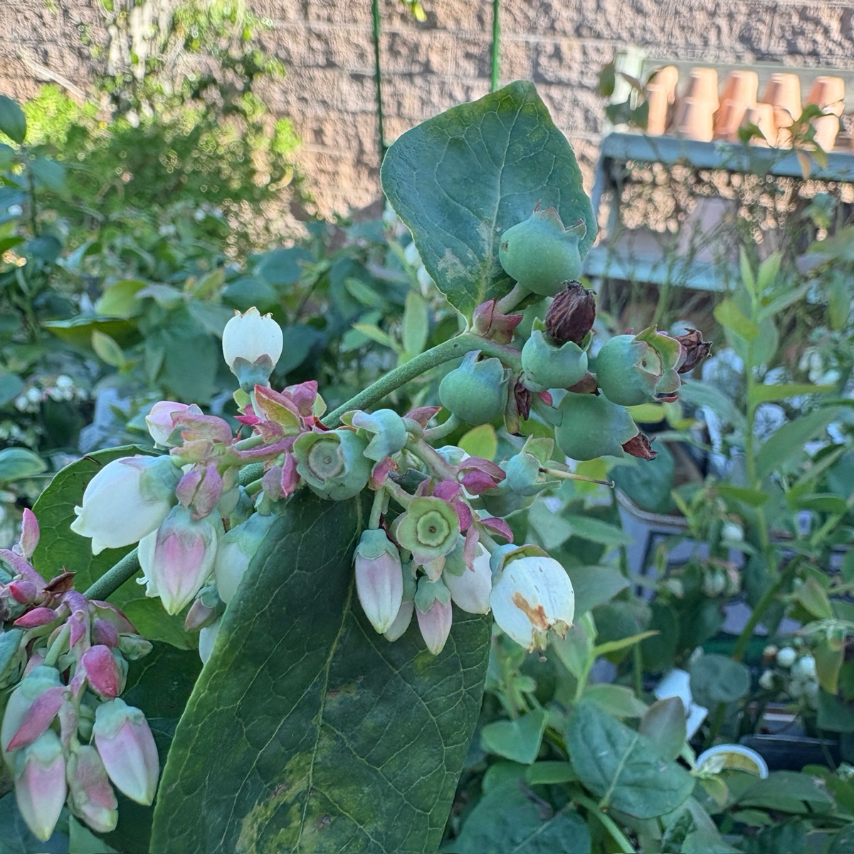 Close-up of a Sharpblue Blueberry plant with green berries and white flowers.