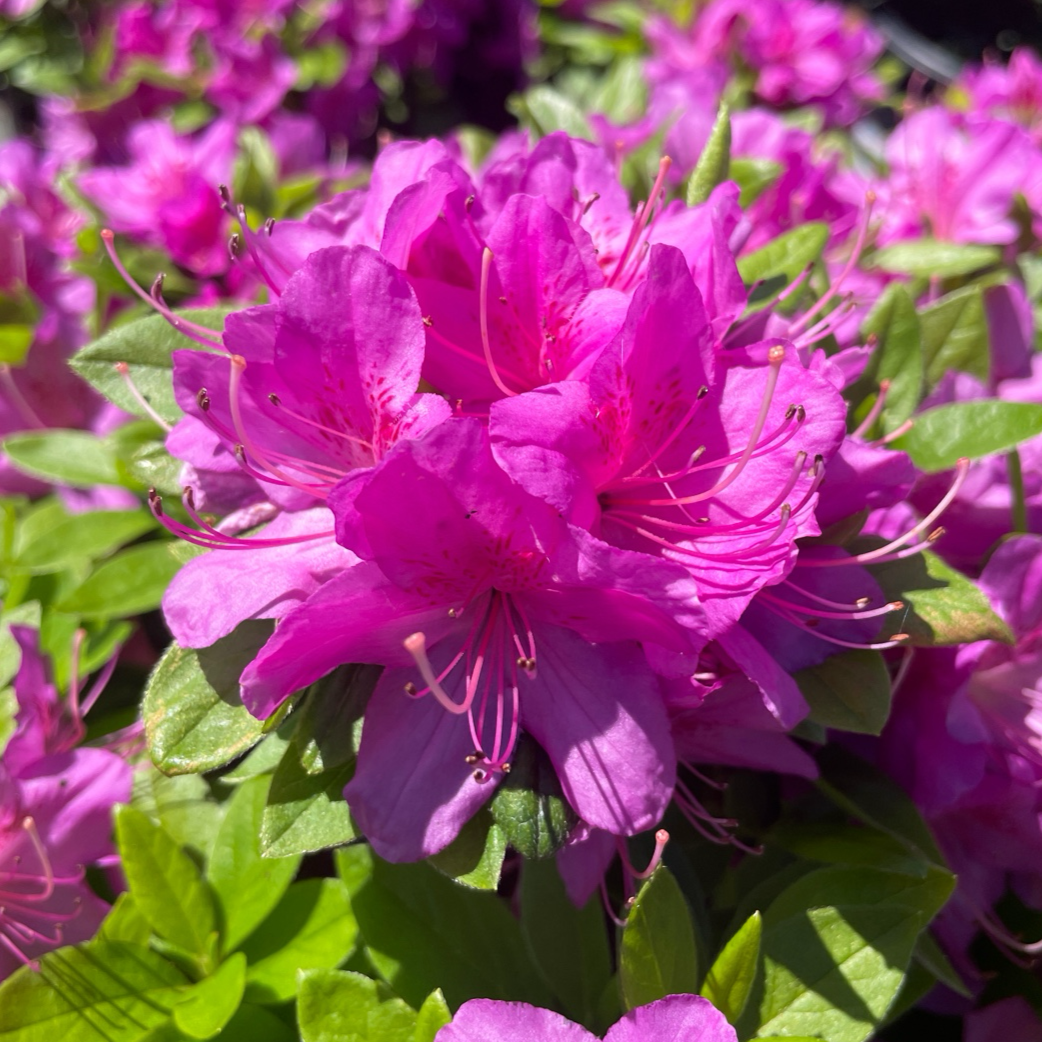 Sherwood Orchid Azalea Close-up of vibrant Sherwood Orchid Azalea flowers with green leaves.