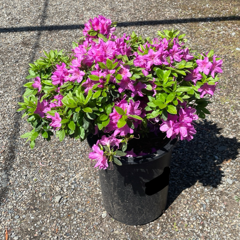 Sherwood Orchid Azalea Potted plant with Sherwood Orchid Azalea flowers from victory nursery