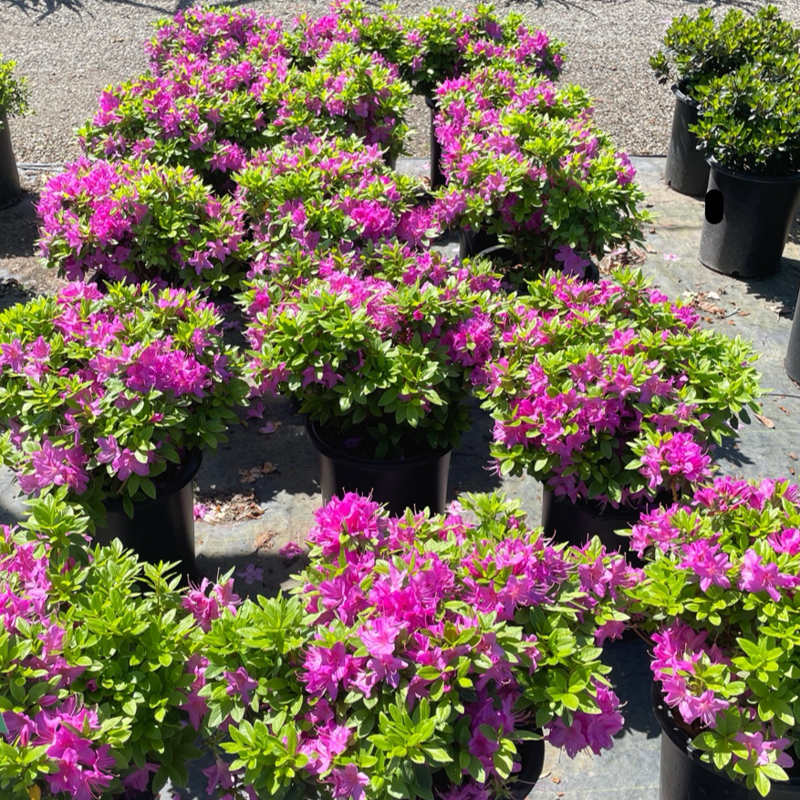 Sherwood Orchid Azalea Sherwood Orchid Azalea with flowers and green leaves on a stone surface