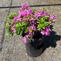 Sherwood Orchid Azalea Potted plant with Sherwood Orchid Azalea flowers from victory nursery