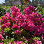 Sherwood Pink Azalea Bouquet Sherwood Pink Azalea with green leaves