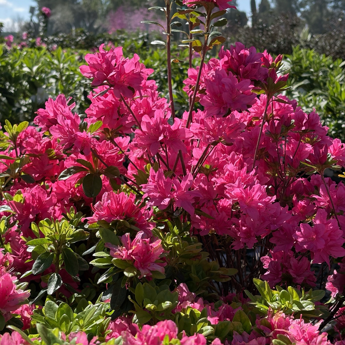 Sherwood Pink Azalea Bouquet Sherwood Pink Azalea with green leaves