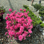 Sherwood Pink Azalea Potted 5 gallon Sherwood Pink Azalea on a gravel surface with other plants in the nursery