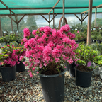 Sherwood Pink Azalea Potted Sherwood Pink Azalea in a greenhouse setting