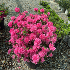 Sherwood Pink Azalea Potted 5 gallon Sherwood Pink Azalea on a gravel surface with other plants in the nursery