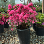 Sherwood Pink Azalea Potted Sherwood Pink Azalea in a greenhouse setting