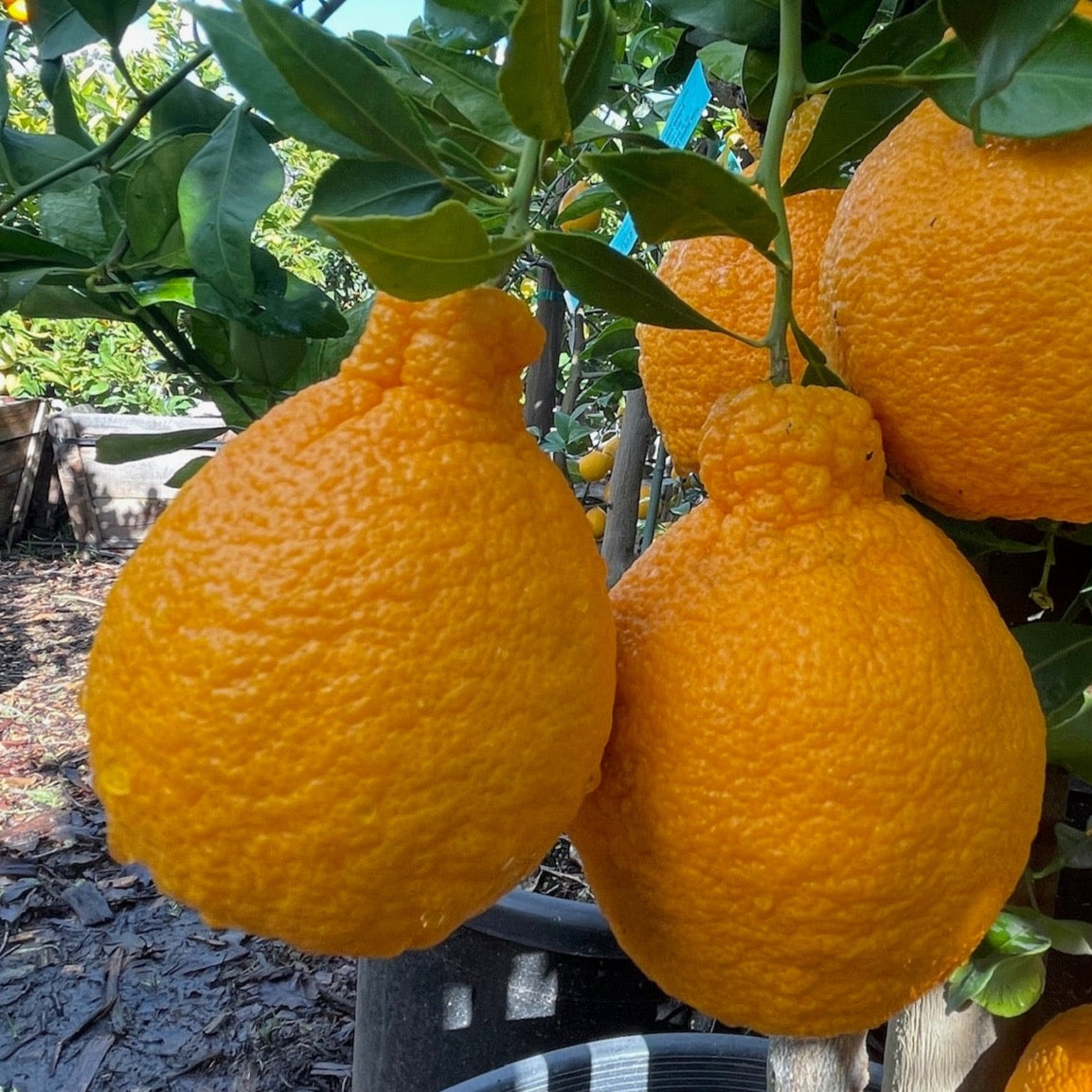 Shiranui Citrus hanging from a tree with green leaves