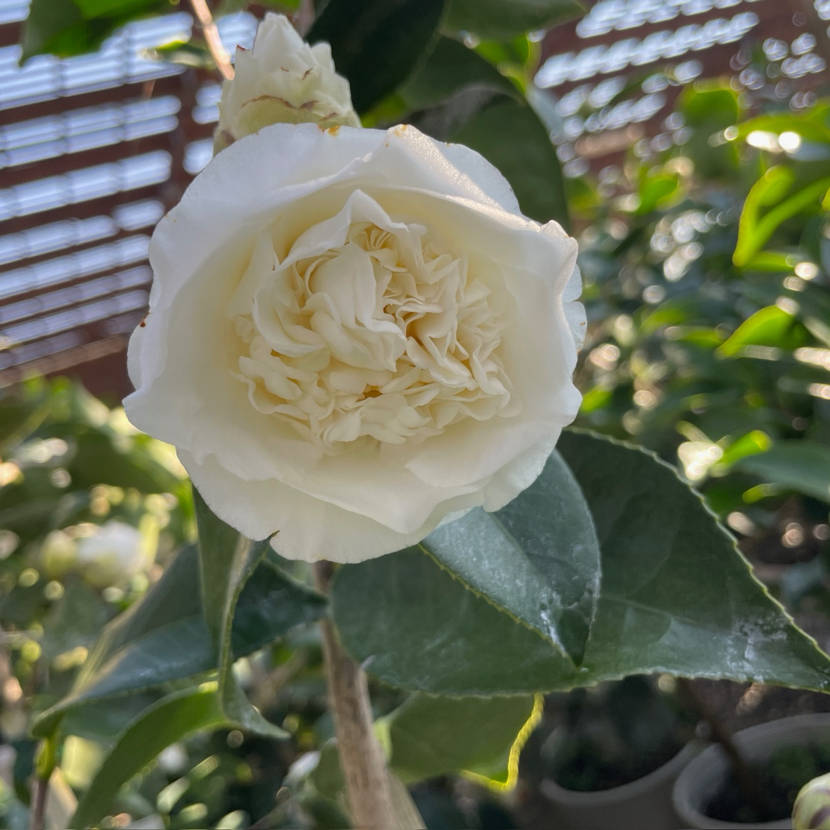 Shiro Chan Camellia