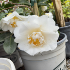 Shiro Chan Camellia