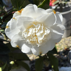 Shiro Chan Camellia