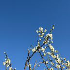 White flowers on Japanese Apricot Tree branches against a clear blue sky