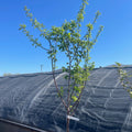 Prunus mume ‘Shiro Kaga’ tree with a clear blue sky background