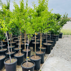Row of potted Prunus mume ‘Shiro Kaga’ trees in a nursery setting