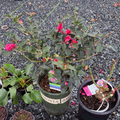 Shishi Gashira Camellia