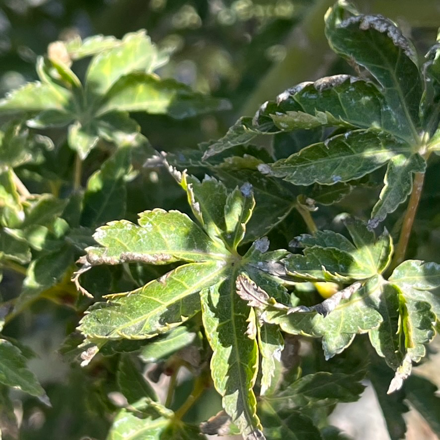 Close-up of green leaves on Shishigashira Japanese Maple