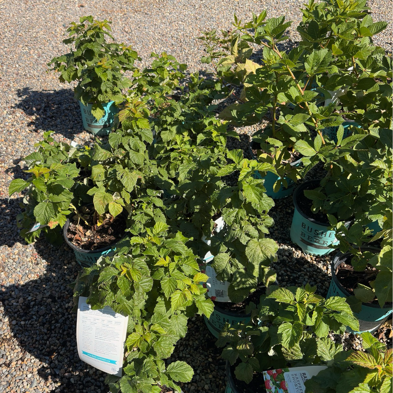 Shortcake® Raspberry