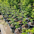 Sichuan Pepper