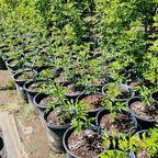 Sichuan Pepper