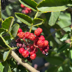 Sichuan Pepper Tree