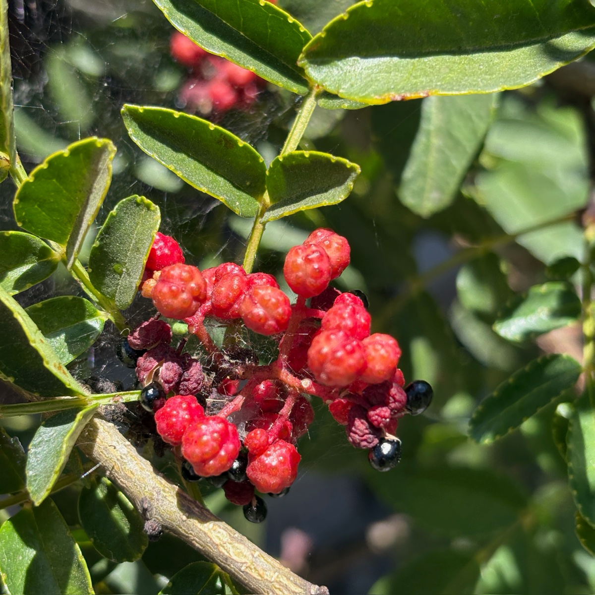 Sichuan Pepper Tree