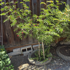 Sichuan Pepper Tree