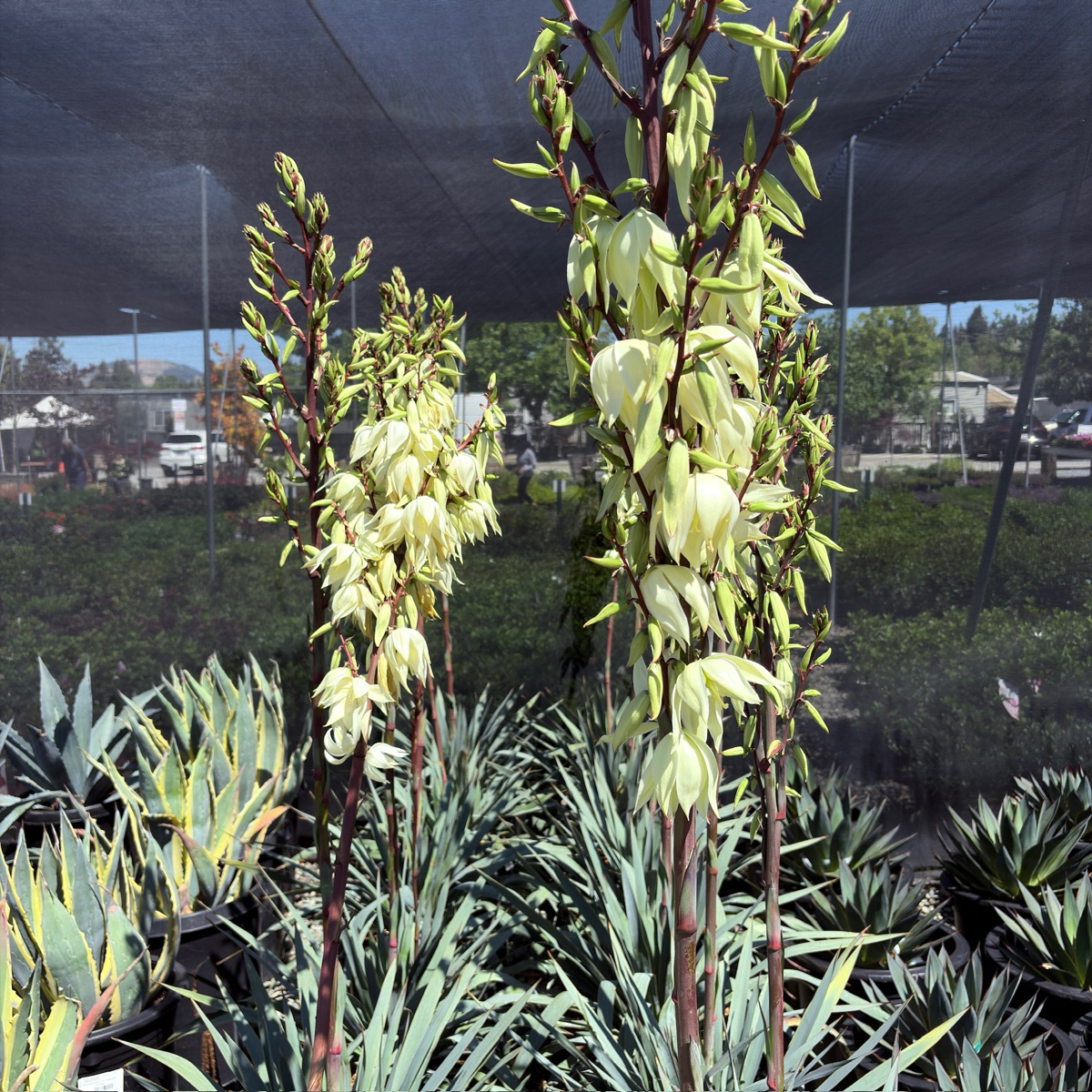 Silver Anniversary Yucca