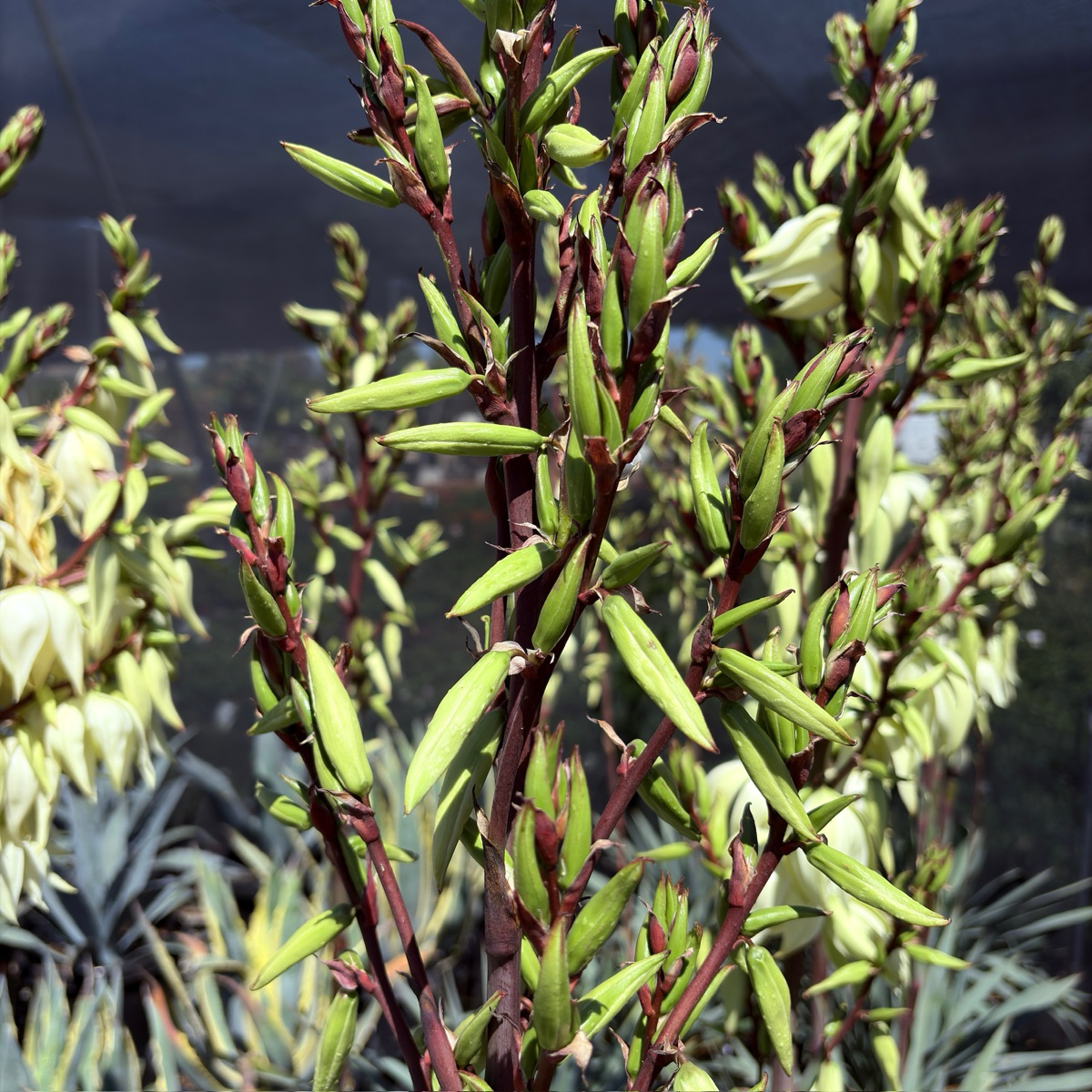 are yucca plants succulents Silver Anniversary Yucca