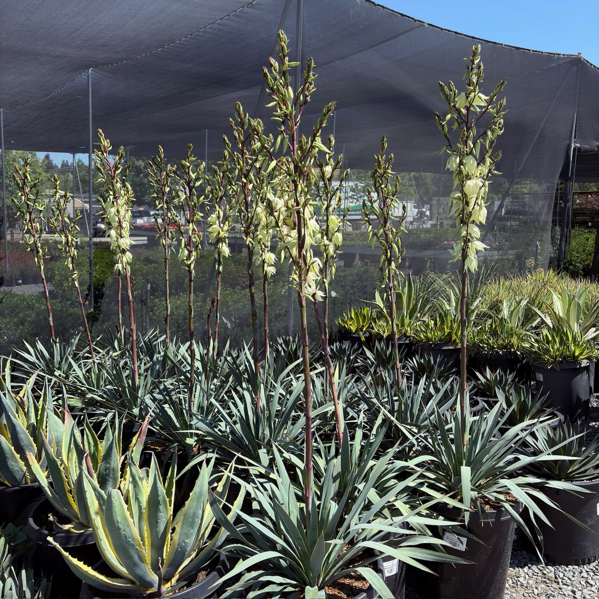 yucca plant succulent Silver Anniversary Yucca