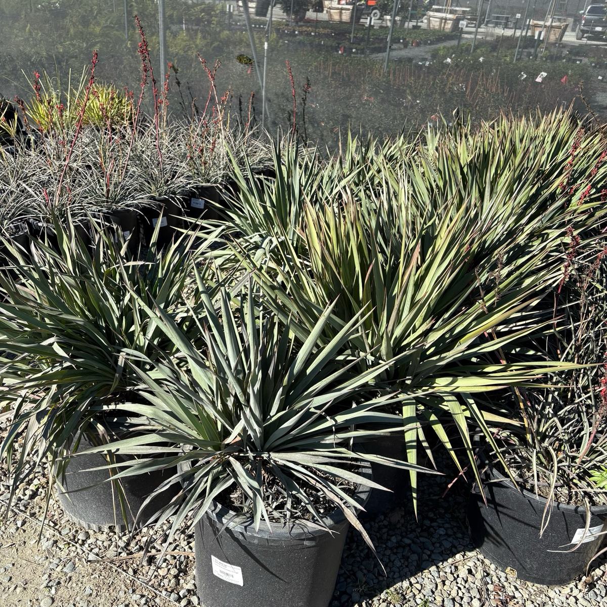 Silver Anniversary Yucca