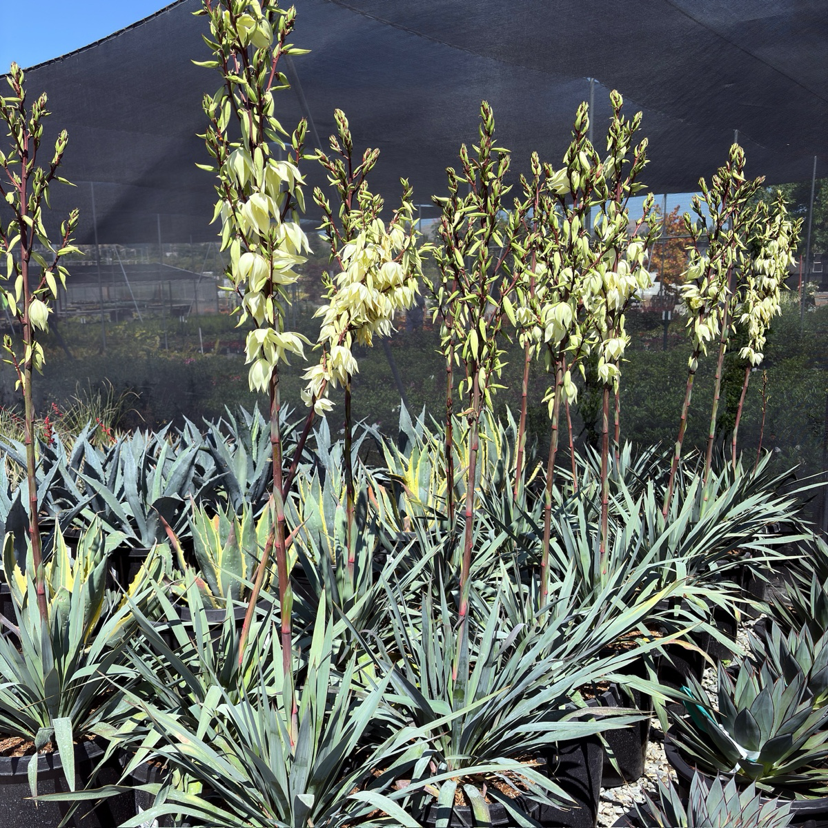 Silver Anniversary Yucca