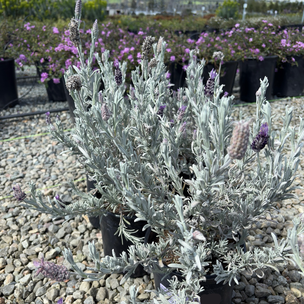 Silver Anouk Spanish Lavender