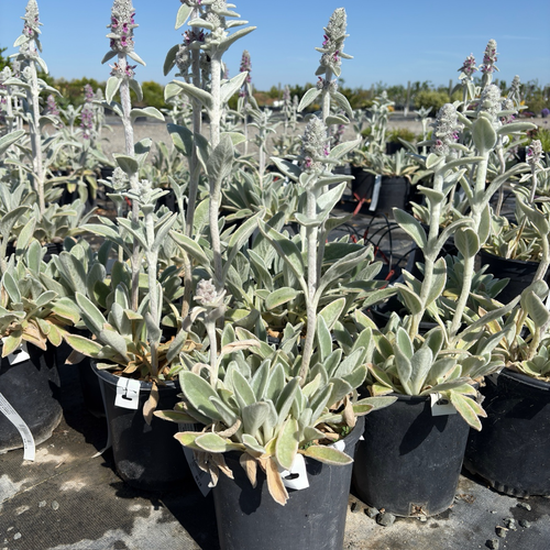 Silver Carpet Lamb's Ear Groundcover | Stachys byzantina – Victory