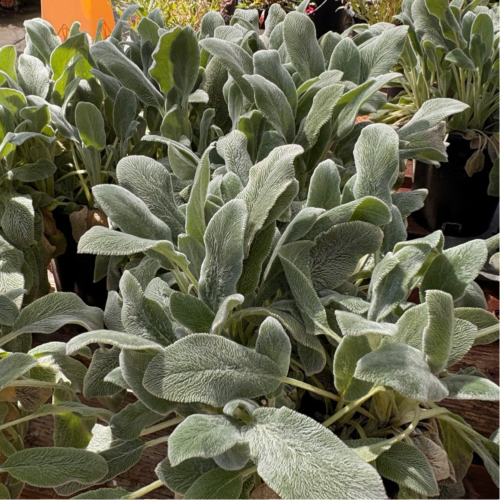Silver Carpet Lamb's Ear Groundcover | Stachys byzantina – Victory Silver Carpet Lamb's Ear Groundcover | Stachys byzantina – Victory