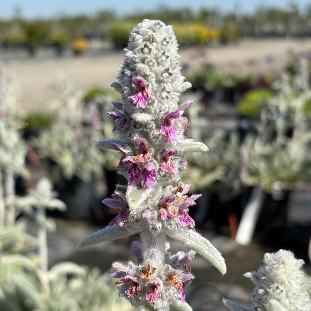 Silver Carpet Lamb's Ear